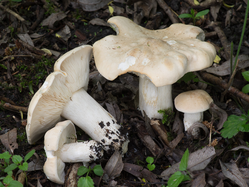 Calocybe gambosa